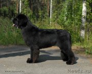 Превью фото № 161820