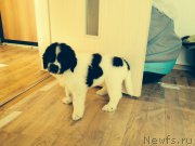 Превью фото № 161828