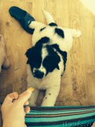 Превью фото № 161829