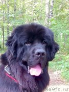 Превью фото № 161873