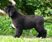 Превью фото № 161893