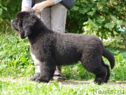 Превью фото № 161894