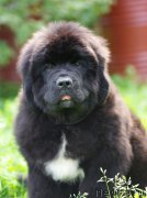 Превью фото № 161898