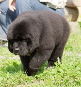 Превью фото № 161899