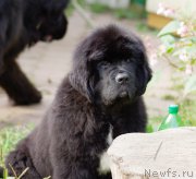 Превью фото № 161903