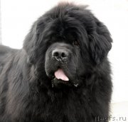 Превью фото № 161919