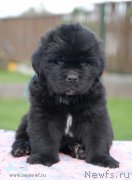 Превью фото № 161966