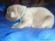 Превью фото № 161970