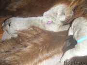 Превью фото № 161973