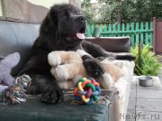 Превью фото № 161991