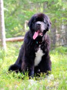 Превью фото № 162025