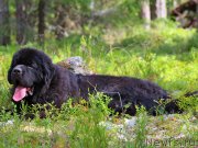 Превью фото № 162027