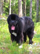 Превью фото № 162028