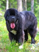 Превью фото № 162029