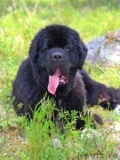 Превью фото № 162030