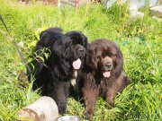 Превью фото № 162036