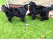 Превью фото № 162141