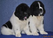 Превью фото № 162188