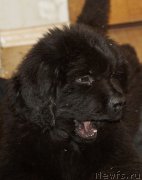 Превью фото № 162191