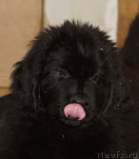 Превью фото № 162192