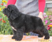 Превью фото № 162194