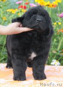 Превью фото № 162195