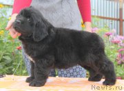 Превью фото № 162196