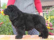 Превью фото № 162199