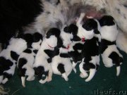 Превью фото № 162208