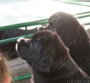 Превью фото № 162249