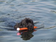 Превью фото № 162254