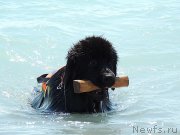 Превью фото № 162278