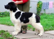 Превью фото № 162363