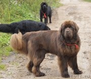 Превью фото № 162422