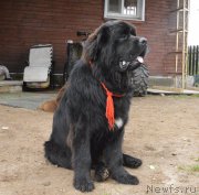 Превью фото № 162426