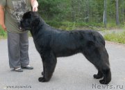 Превью фото № 162458