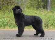 Превью фото № 162459