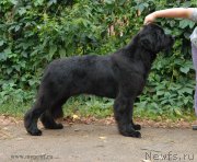 Превью фото № 162468