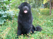 Превью фото № 162491