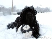 Превью фото № 162511