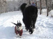 Превью фото № 162513