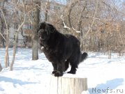 Превью фото № 162514