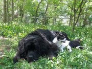 Превью фото № 162519