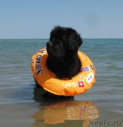 Превью фото № 162528