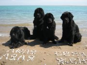 Превью фото № 162529