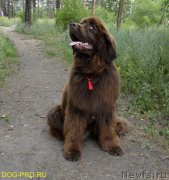 Превью фото № 162534