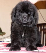 Превью фото № 162578