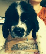 Превью фото № 162597