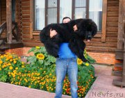 Превью фото № 162672