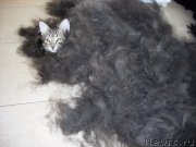 Превью фото № 162689